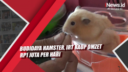 Video Budidaya Hamster, IRT Raup Omzet Rp1 Juta Per Hari