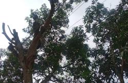 Tragis, Warga Gunungkidul Tewas Jatuh dari Pohon Mangga