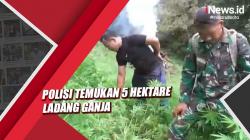 Polisi Temukan 5 Hektare Ladang Ganja di Mandailing Natal