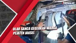 Ular Sanca Sepanjang 4 Meter Gegerkan Warga Pejaten Jaksel