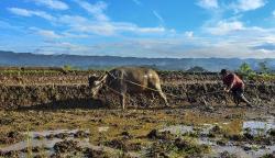 Petani Desa Darmaraja Ciamis Masih Gunakan Kerbau untuk Membajak Sawah