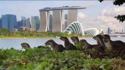 Apes! Pria Ini Diserang Kawanan Berang-Berang saat Jalan-Jalan, Derita 20 Gigitan