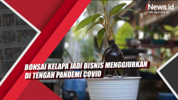 Video Bonsai Kelapa Jadi Bisnis Menggiurkan di Tengah Pandemi Covid