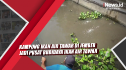 Video Kampung Ikan Air Tawar di Jember Jadi Pusat Budidaya Ikan Air tawar