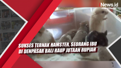 Video Sukses Ternak Hamster, Seorang Ibu di Denpasar Bali Raup Jutaan Rupiah