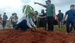 Jutaan Pohon Mangga Ditanam di Jalupang Subang, saat Berbuah Bisa Dinikmati Gratis<