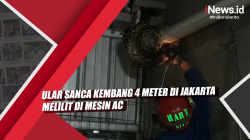 Video Ular Sanca Kembang 4 Meter di Jakarta Melilit di Mesin AC