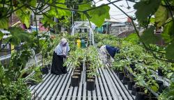 Konsep Urban Farming Solusi Lahan Terbatas Masyarakat Perkotaan