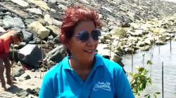 Cegah Abrasi Pantai, Susi Pudjiastuti Tanam Mangrove di Pantai Cileutik Pangandaran