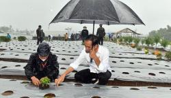 Presiden Jokowi Basah Kuyup saat Tanam Cabai di Food Estate Desa Lamuk