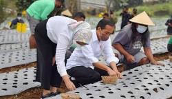 Presiden Jokowi dan Ibu Negara Tanam Bawang di Food Estate Desa Bansari Jateng