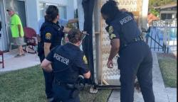 Beli Sofa Baru, Pria Ini Temukan Ular 1,5 Meter di Dalamnya