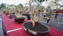 229 Tanaman Bonsai Dipamerkan di GOR Lembupeteng