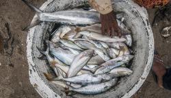 Target Konsumsi Ikan Nasional Sebesar 62,05 Kilogram per Kapita