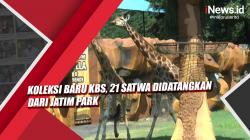 Video Koleksi Baru KBS, 21 Satwa Didatangkan dari Jatim Park