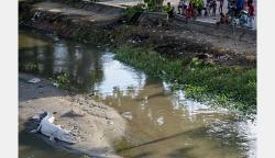 Buaya Liar 4 Meter Berjemur di Pinggiran Sungai Palu Jadi Tontonan Warga