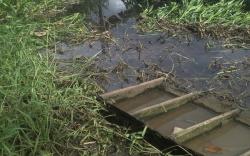 Petani Kelapa di Banyuasin Hilang Diseret Buaya 
