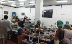 Jadi Primadona, Gurita Indonesia Diekspor ke Jepang dan AS 