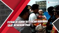 Petani di Jambi Diterkam Harimau saat Menanam Padi
