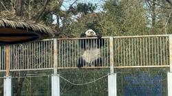 Berhasil Keluar Kandang, Panda Ini Bikin Heboh Pengunjung Kebun Binatang