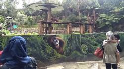 Orang Utan Sumatera Bernama Koko Jadi Penghuni Baru Lembang Park and Zoo<