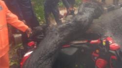 Tragis, Pasutri di Palabuhanratu Sukabumi Tertimpa Pohon Mahoni, Suami Tewas<