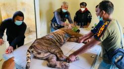 Lukanya Berbelatung, Harimau Dewi Siundol Jalani Pengobatan di Sanctuary Padang Lawas