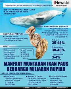Infografis Manfaat Muntahan Ikan Paus Sperma Senilai Miliaran Rupiah