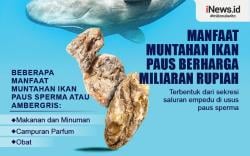 Infografis Manfaat Muntahan Ikan Paus Sperma Senilai Miliaran Rupiah