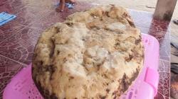 Muntahan Ikan Paus Berharga Miliaran Rupiah, Ternyata Ini Manfaatnya