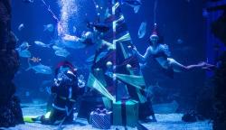 Aksi Sinterklas dan Putri Duyung Menyelam Meriahkan Natal