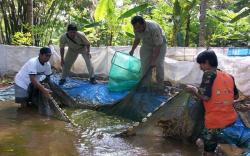Kisah Kelompok Disabilitas di OKU Panen Lele di Tengah Pandemi