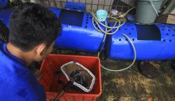 Warga Depok Gunakan Drum untuk Budi Daya Ikan Lele, Sebulan Panen 80 Kilogram