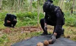 206 Butir Granat Aktif di Perkebunan PTPN XII Gegerkan Warga Banyuwangi <