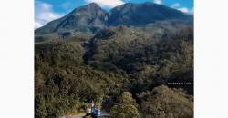 Kisah Misterius Macan Putih yang Menjadi Legenda Penjaga Gunung Lawu