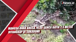 Video Mangsa Anak Angsa, Ular Sanca Batik 2,5 Meter Ditangkap di Sukabumi<