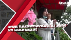 Video Uniknya, Tanaman Hias di Pasar Bunga Lembang Bisa Dimakan Langsung