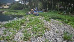 Bau Tak Sedap Muncul di Danau Maninjau, Warga: Saya Sampai Mual