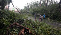 Hindari Korban, Pohon Besar di Agam Ditebang sebelum Tumbang