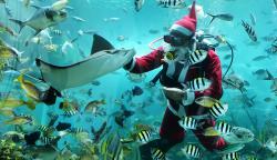 Aksi Sinterklas Menyelam Sambil Memberi Makan Ikan di Bali