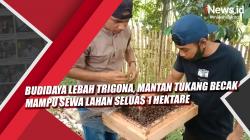 Video Budidaya Lebah Trigona, Mantan Tukang Becak Mampu Sewa Lahan Seluas 1 Hektare