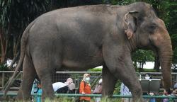 Libur Natal, Pengunjung Taman Margasatwa Ragunan Dibatasi 30.000 Orang