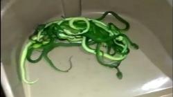  40-an Ekor Ular Berbisa Ditemukan di Dekat Saluran Air, Bikin Heboh Warga