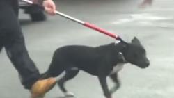 Temani Nenek Jaga Rumah, Bocah 5 Tahun Tewas Digigit Anjing<