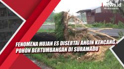 Video Fenomena Hujan Es Disertai Angin Kencang, Pohon Bertumbangan di Suramadu