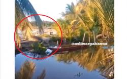 Video Viral Buaya Ukuran Jumbo Seberangi Kolam Tambak di Kotabaru