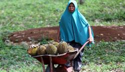 Hutan Ini Terkenal Daerah Penanaman Ganja, Kini Subur hingga Panen Durian