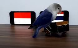 Burung Lovebird Bony Prediksi Indonesia Kalahkan Thailand di Final Piala AFF Leg 1