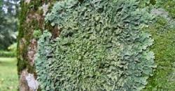  Diminati Jepang Hingga AS, Ekspor Tanaman Hias Indonesia Melonjak 69,73 Persen di 2021