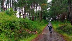 Pohon Pinus Tumbang Timpa Pasutri di Sukabumi, Suami Tewas Seketika<